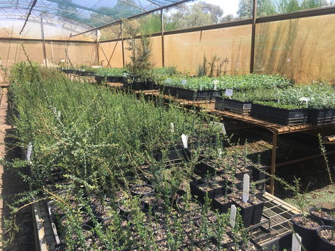 Euroa Arboretum - Tourism Caloundra 1