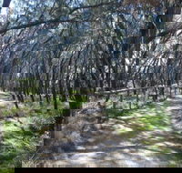 Federation Walk - Tourism Caloundra