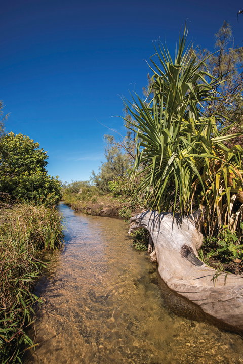 Freshwater Creek Track, Byfield National Park - Tourism Caloundra 2