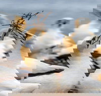 Gannets in Portland - Tourism Caloundra