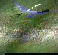 Germein Reserve - Tourism Caloundra