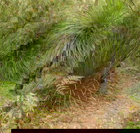 Grass Tree Circuit - Tourism Caloundra