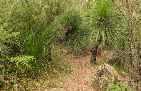 Grass Tree Circuit - Tourism Caloundra 0