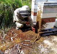 Honey Tasmania - The Beehive
