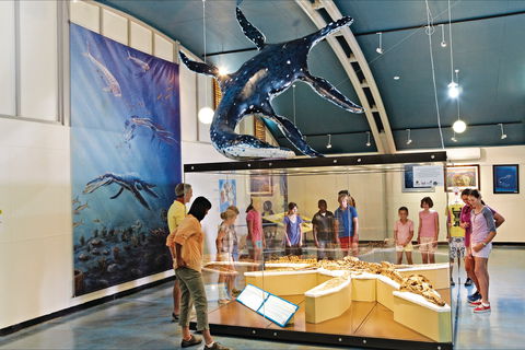 Kronosaurus Korner - Tourism Caloundra 2