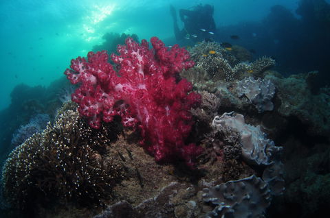 Luncheon Bay Dive Site - Tourism Caloundra 0