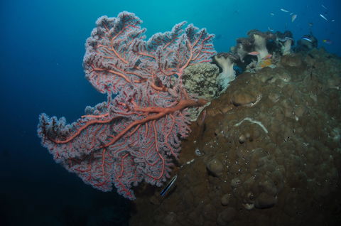 Luncheon Bay Dive Site - Tourism Caloundra 1