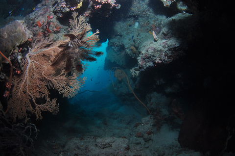 Luncheon Bay Dive Site - Tourism Caloundra 2