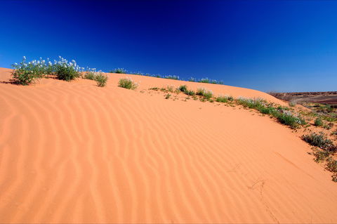 Munga-Thirri - Simpson Desert Conservation Park And Regional Reserve - Tourism Caloundra 1