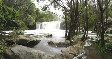 Nellies Glen Carrington Falls - Tourism Caloundra 0