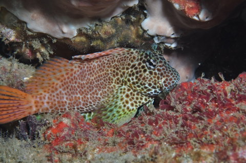 Nine Mile Reef Dive Site - Tourism Caloundra 0