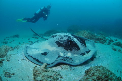 Nine Mile Reef Dive Site - Tourism Caloundra 1
