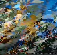 Norseman - Tourism Caloundra