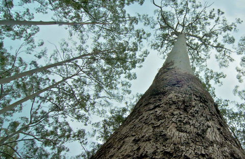O'Sullivans Gap Picnic Area - Tourism Caloundra 0
