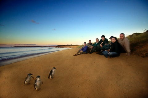 Phillip Island - Tourism Caloundra 2