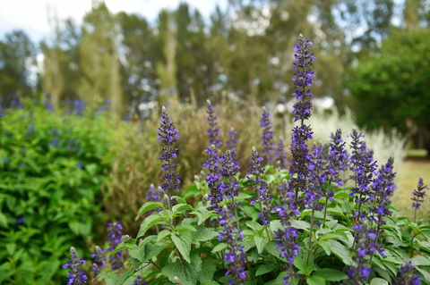 Picton Botanic Gardens - Tourism Caloundra 1