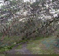 Pink Line and Loop Trail - Mountain Biking - Tourism Caloundra