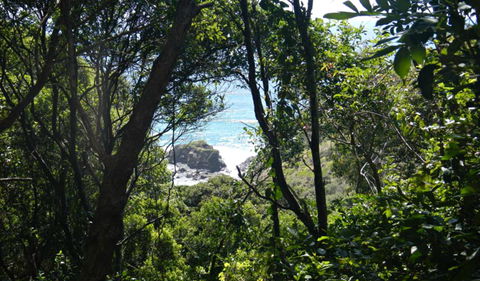 Rainforest Walking Track, Hat Head National Park - Tourism Caloundra 0