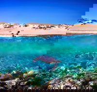 Snorkel the Ningaloo Reef - Tourism Caloundra