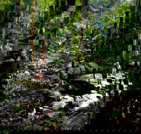 Strickland State Forest - Tourism Caloundra