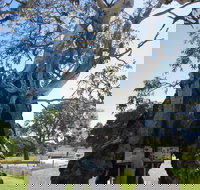 The Herbig Family Tree - Tourism Caloundra