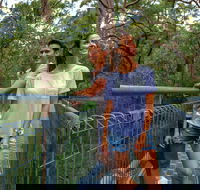 Valley of the Giants Tree Top Walk - Tourism Caloundra