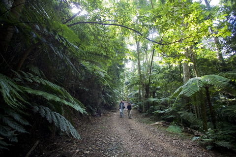 Booloumba Falls Walk, Conondale National Park - Tourism Caloundra 2