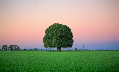 Condamine - Tourism Caloundra 0