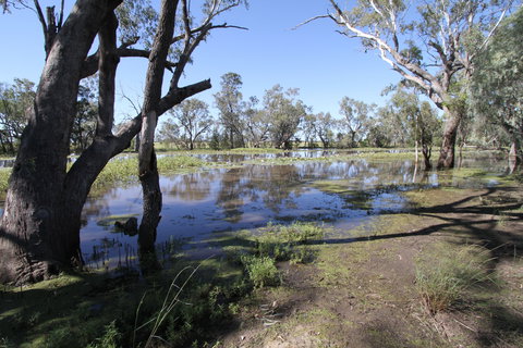 Condamine - Tourism Caloundra 1