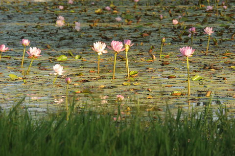 Condamine - Tourism Caloundra 2