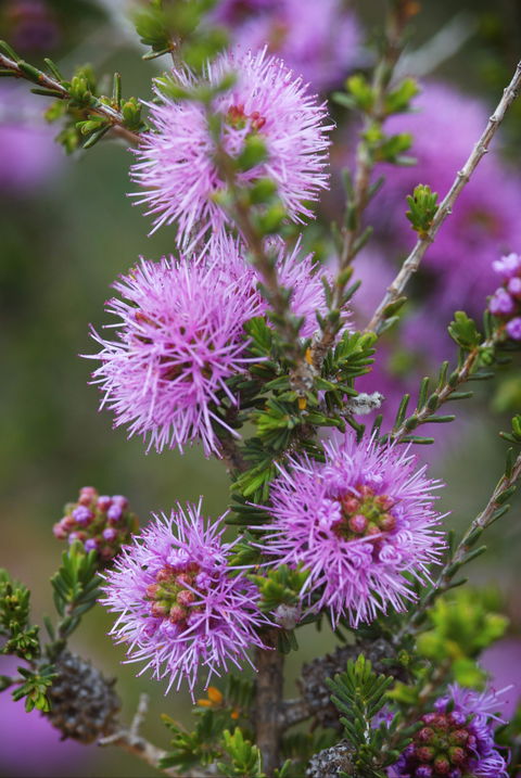Ethel Daw Scenic Drive - Tourism Caloundra 0