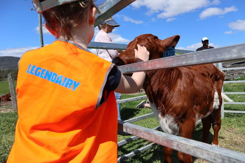 Farm Visit  Dungog - Tourism Caloundra 0