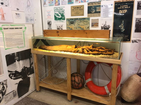 George The Giant Squid Display, Wallaroo - Tourism Caloundra 0