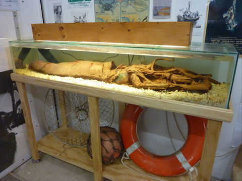George The Giant Squid Display, Wallaroo - Tourism Caloundra 1