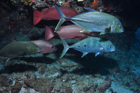 Hiros Cave And The Tubes - Tourism Caloundra 0