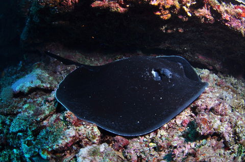 Hiros Cave And The Tubes - Tourism Caloundra 1