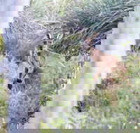 Kaiserstuhl Conservation Park - Tourism Caloundra