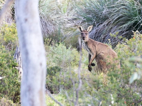 Kaiserstuhl Conservation Park - Tourism Caloundra 0