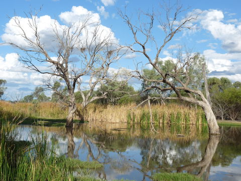 Lagoon Creek - Tourism Caloundra 0
