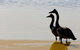 Mamukala Wetlands And Bird Hide - thumb 1