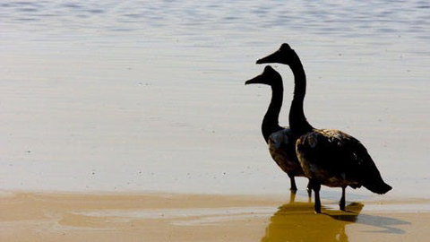 Mamukala Wetlands And Bird Hide - Tourism Caloundra 1