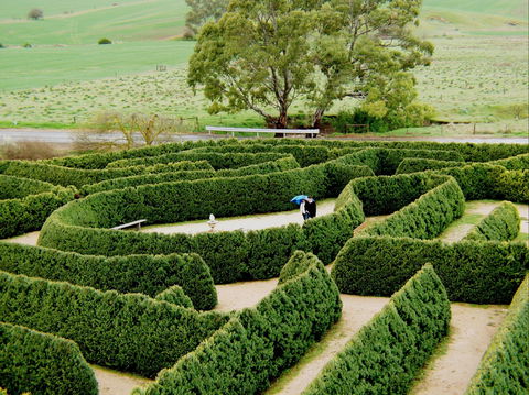 Mintaro Maze - Tourism Caloundra 1