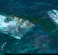 Norman Reef Dive Site - Tourism Caloundra