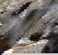 Peel Zoo - Tourism Caloundra