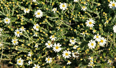 Round Tank Picnic Area - Tourism Caloundra 0