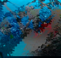 Severance Shipwreck Dive Site - Tourism Caloundra