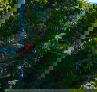 Tamborine Rainforest Skywalk - Tourism Caloundra