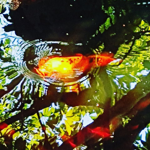 The Fernery At Diamond Waters - Tourism Caloundra 2