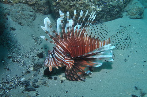 The Pines Dive Site - Tourism Caloundra 1