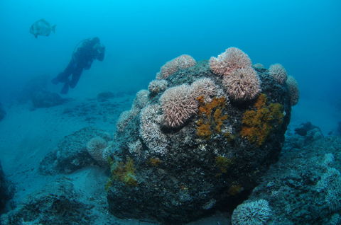 The Pines Dive Site - Tourism Caloundra 2